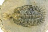 Short Trident Walliserops Trilobite - Timrzit, Morocco #350486-2